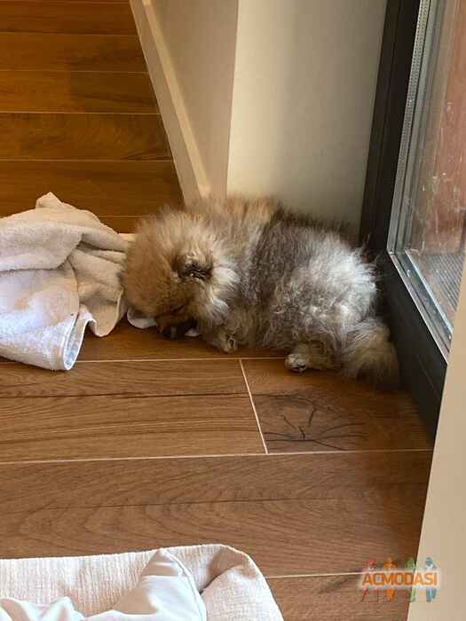 Анна  Кулемина фото №1667492. Загружено 20 Декабря 2020