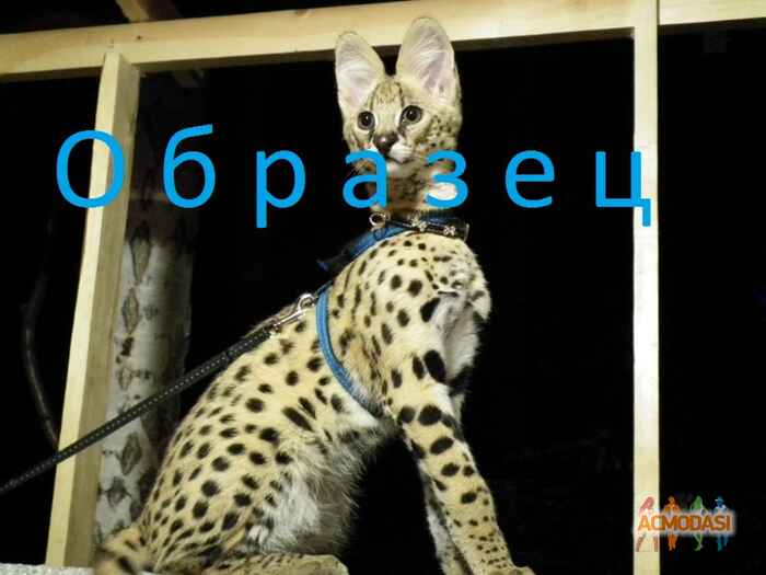 Алена   фото №230963. Загружено 30 Июля 2012