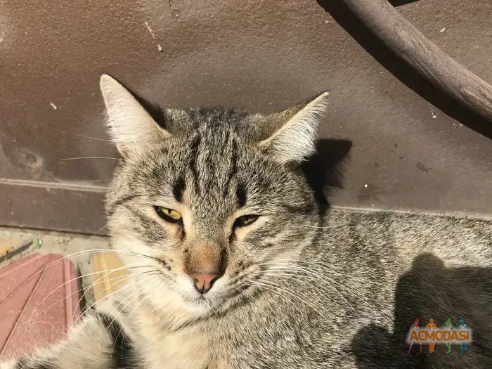 Бариянтусс   фото №1938571. Загружено 13 Октября 2025