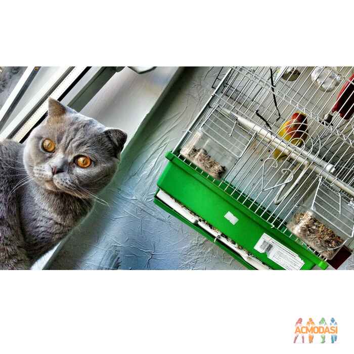 Кот  ТОМАС фото №908692. Загружено 19 Августа 2015