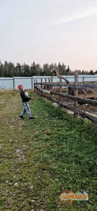 Инеса   фото №1642499. Загружено 30 Сентября 2020