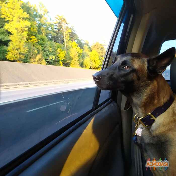 Джери Ли   фото №1507477. Загружено 04 Сентября 2019