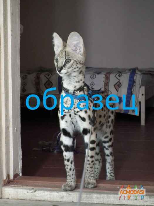 Алена   фото №230964. Загружено 30 Июля 2012