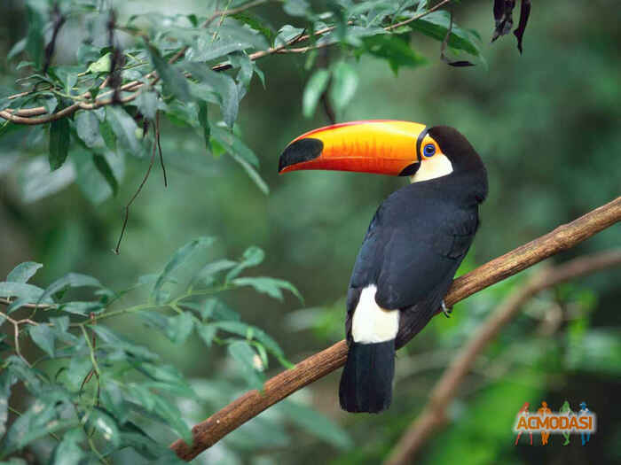 Эмиль  Боев фото №639096. Загружено 19 Апреля 2014