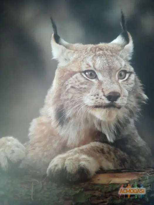 Тата   фото №1915182. Загружено 22 Декабря 2024