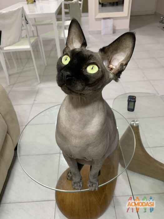 Кэти Олеговна Андреева фото №1475718. Загружено 22 Июня 2019