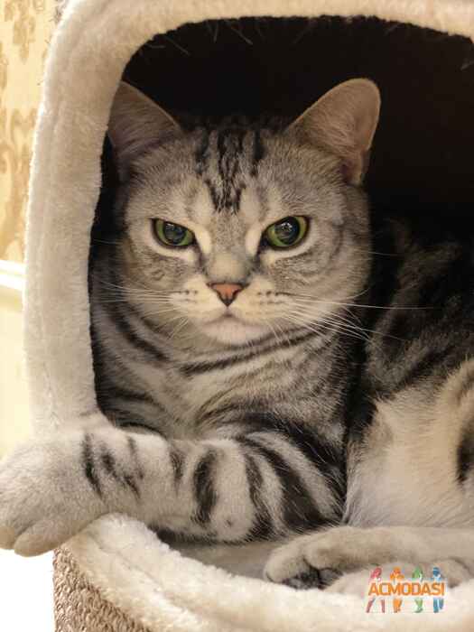 Бисквит Кот  фото №1595982. Загружено 02 Мая 2020