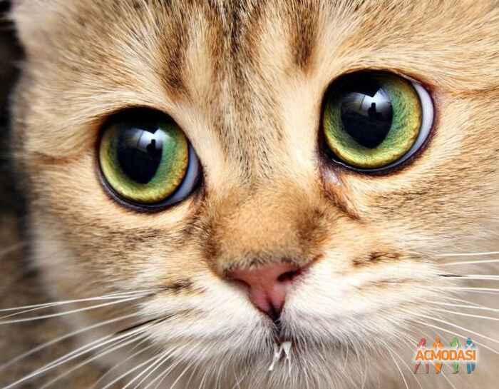 двом   фото №177123. Загружено 02 Апреля 2012