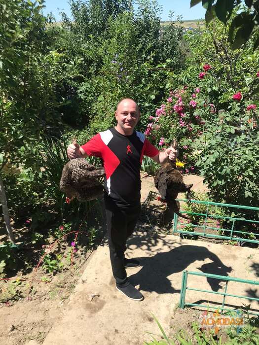 Георгий Шалвович Чахвадзе фото №1774066. Загружено 26 Января 2022