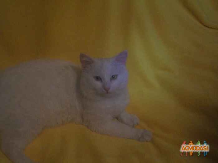 Динис  Александрович фото №523676. Загружено 02 Ноября 2013