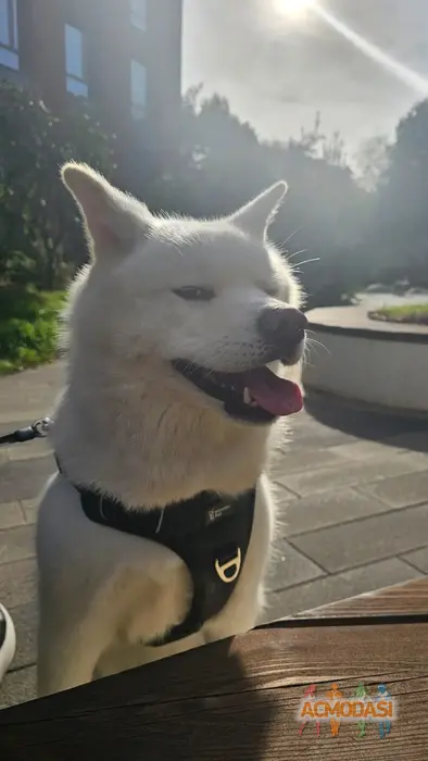 Rumi   фото №1932859. Загружено 31 Июля 2025