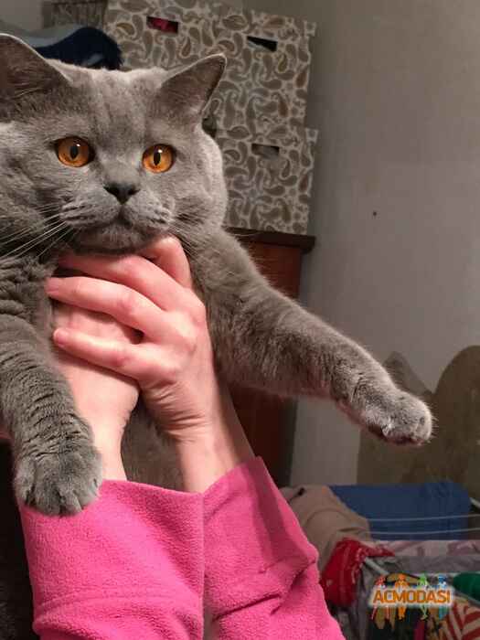 Yulya  Kosygina фото №1359010. Загружено 15 Августа 2018