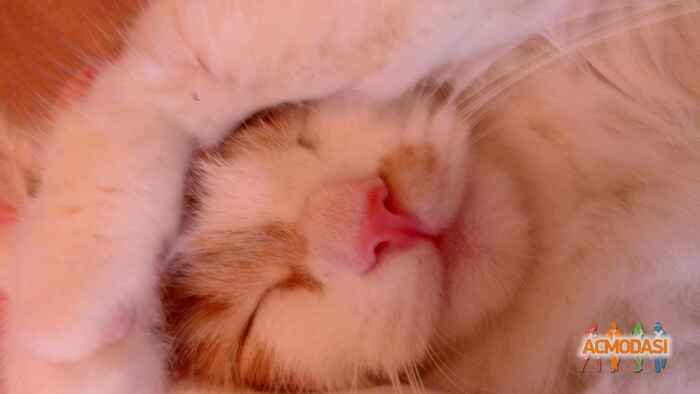 Ирина Владиславовна Ставропольская фото №860444. Загружено 13 Мая 2015