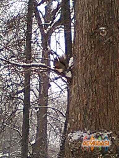 ivan   фото №1535146. Загружено 03 Ноября 2019