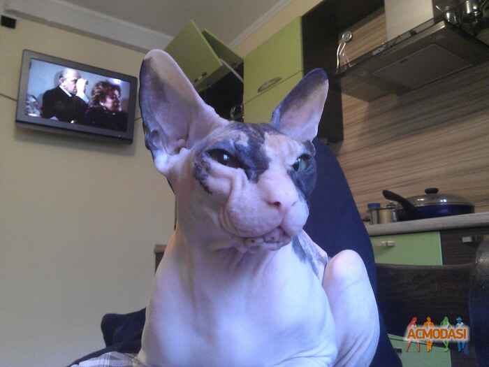 Андрей   фото №880764. Загружено 30 Июня 2015