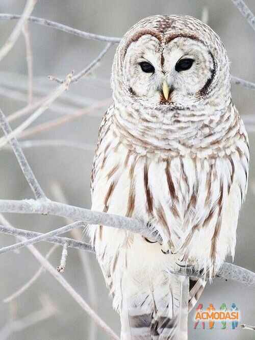 Евлампий  Захар фото №1454312. Загружено 05 Мая 2019