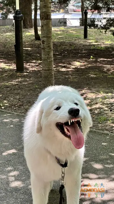 Велес   фото №1932647. Загружено 29 Июля 2025