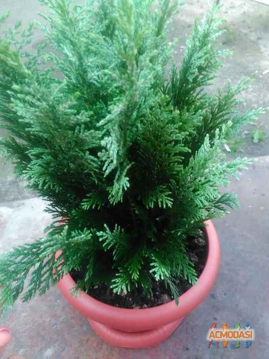 Виктория  Нагорнова фото №893261. Загружено 26 Июля 2015