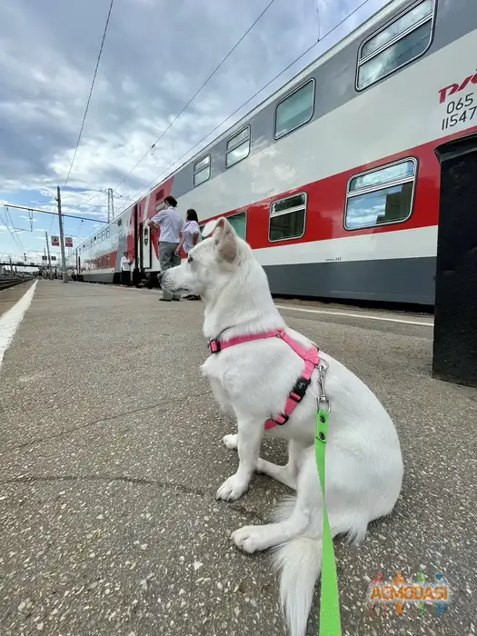 Малика   фото №1941161. Загружено 11 Ноября 2025