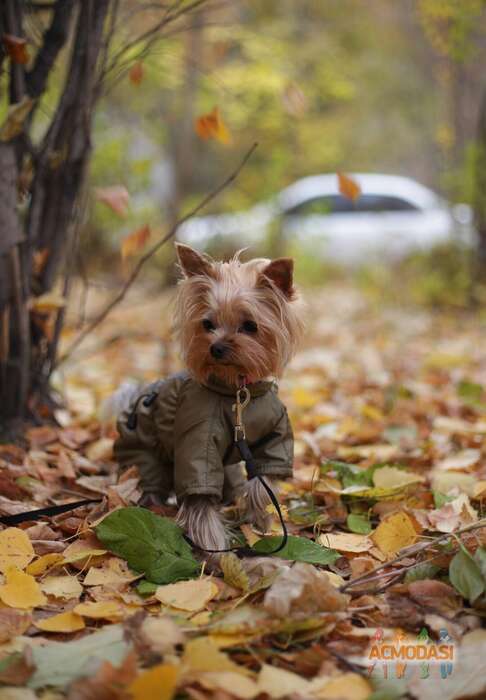 Ольга  Калижанова фото №1826822. Загружено 02 Ноября 2022