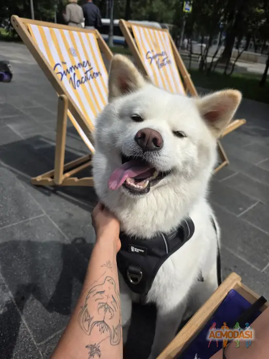 Rumi   фото №1932858. Загружено 31 Июля 2025