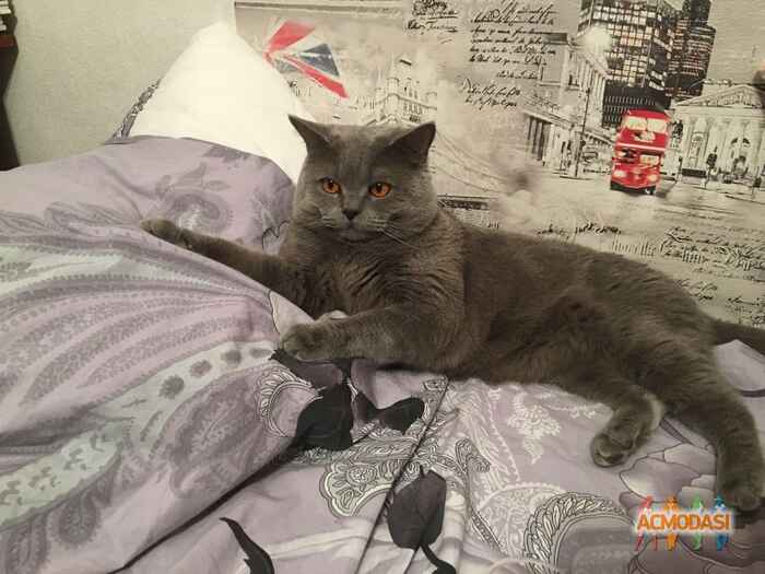 Yulya  Kosygina фото №1359011. Загружено 15 Августа 2018