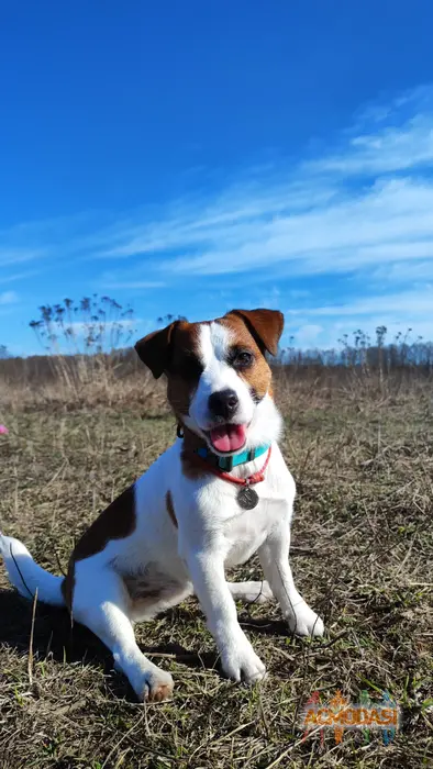 Порода "Джек Рассел терьер& Кличка: Пинки  фото №1864847. Загружено 21 Августа 2023