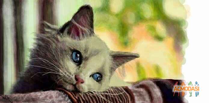 Коваленко  Ц,К фото №656000. Загружено 20 Мая 2014