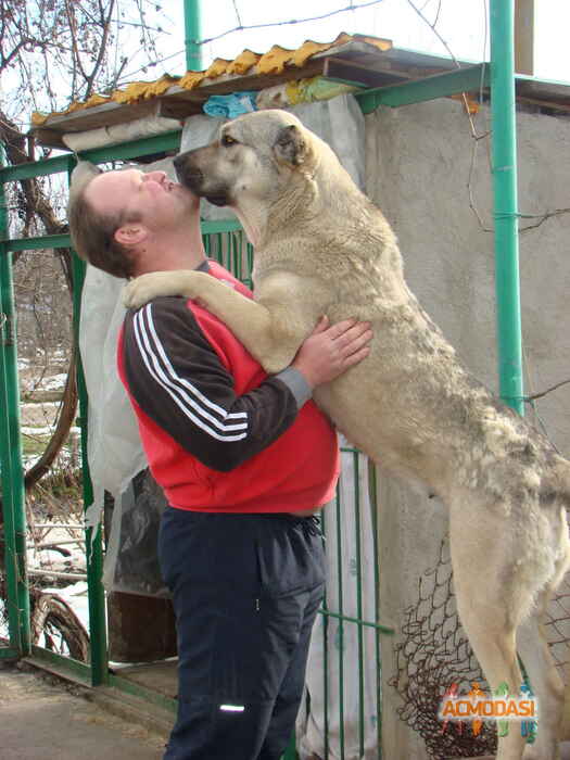 Дмитрий Константинович Симиониди фото №402424. Загружено 06 Мая 2013