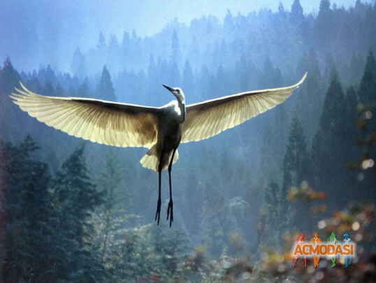 Тсаи  Вок фото №471845. Загружено 16 Августа 2013