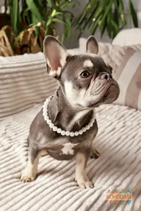 Французский бульдог Ева   фото №1937049. Загружено 23 Сентября 2025