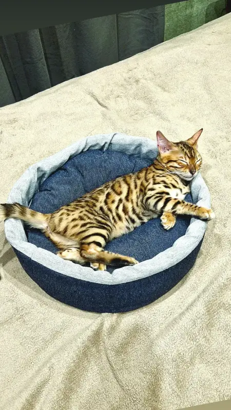Фото бенгальская кошка