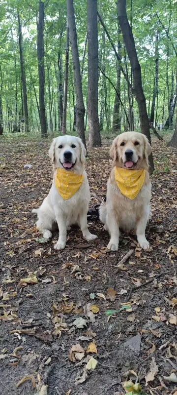 Фото Золотистые ретриверы для съёмок