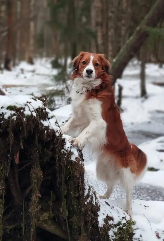 Фото Собака для съемок