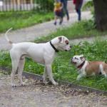 Фото Животные для съёмок
