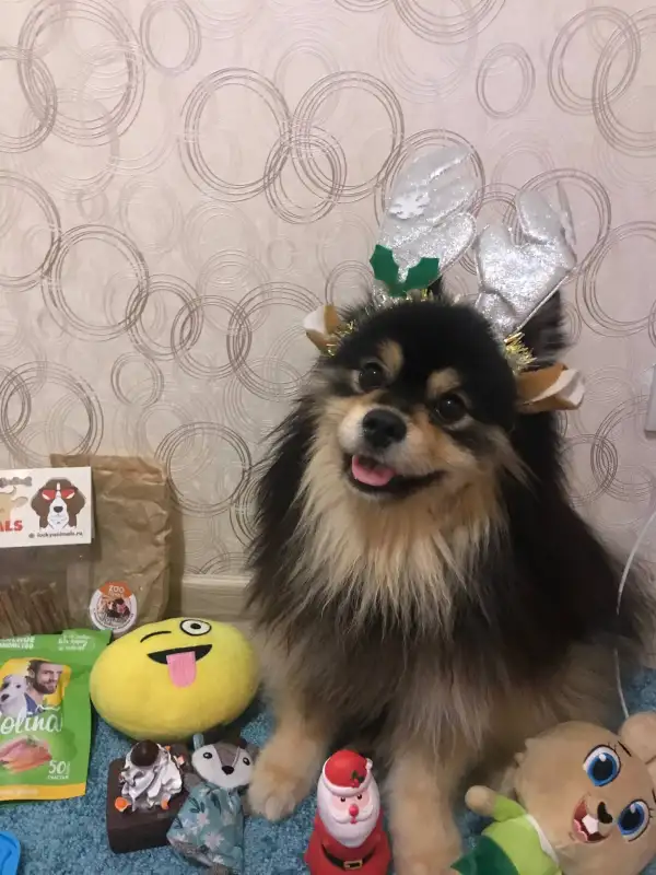 Фото Собака шпиц для съёмок