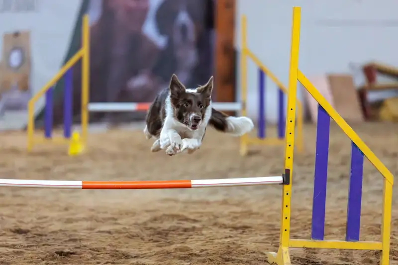 Фото Бордер колли