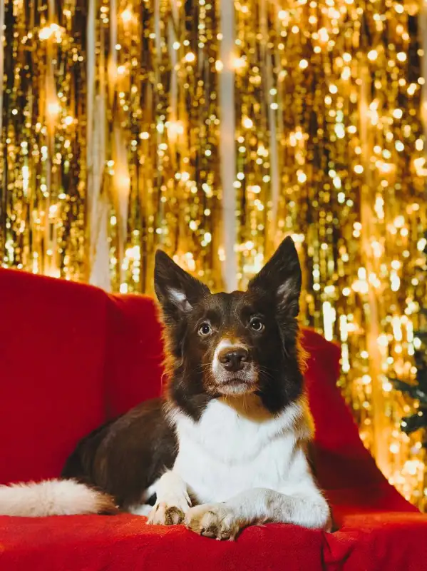 Фото Бордер колли