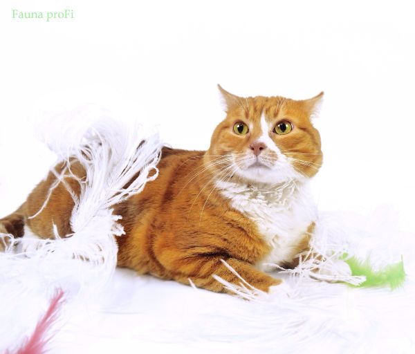 Рыжий Сибирский кот для съемок. | ACMODASI Россия