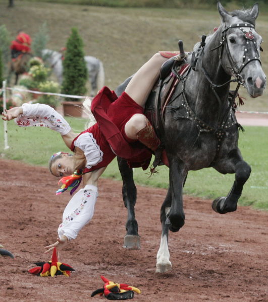 Фото Лошади для съемок