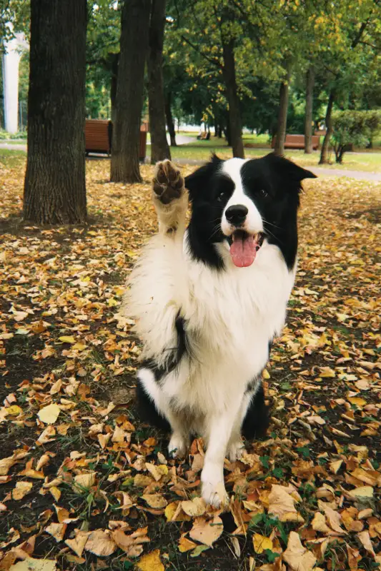 Фото Бордер колли для съемок