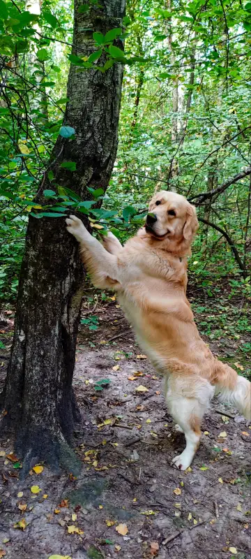 Фото Золотистые ретриверы для съёмок
