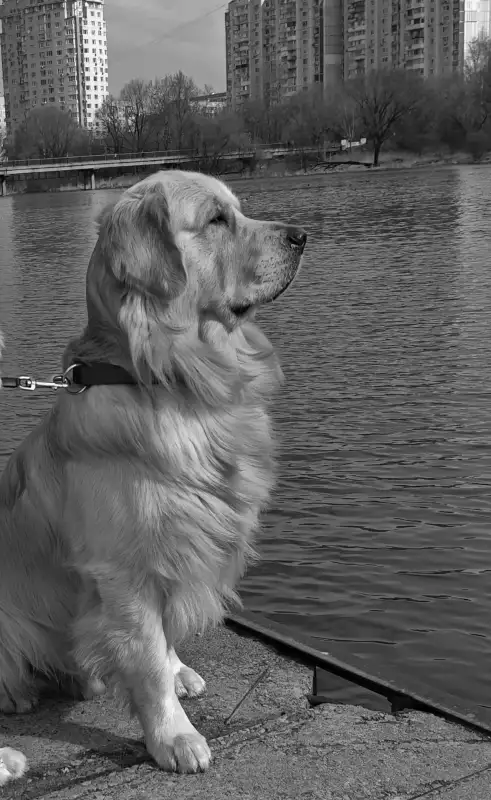 Фото Золотистые ретриверы для съёмок