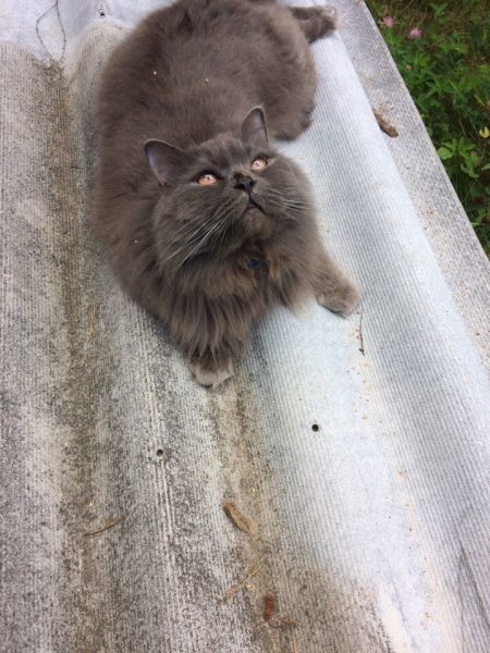Фото Кота на съёмки
