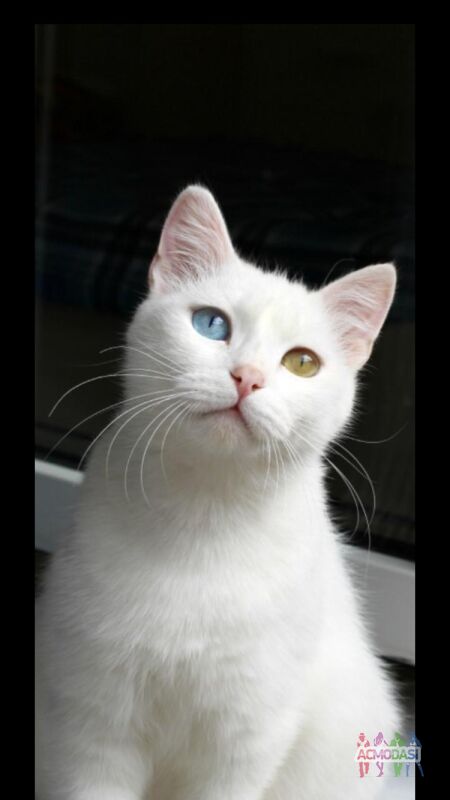 Коты с разными глазами | ACMODASI Россия