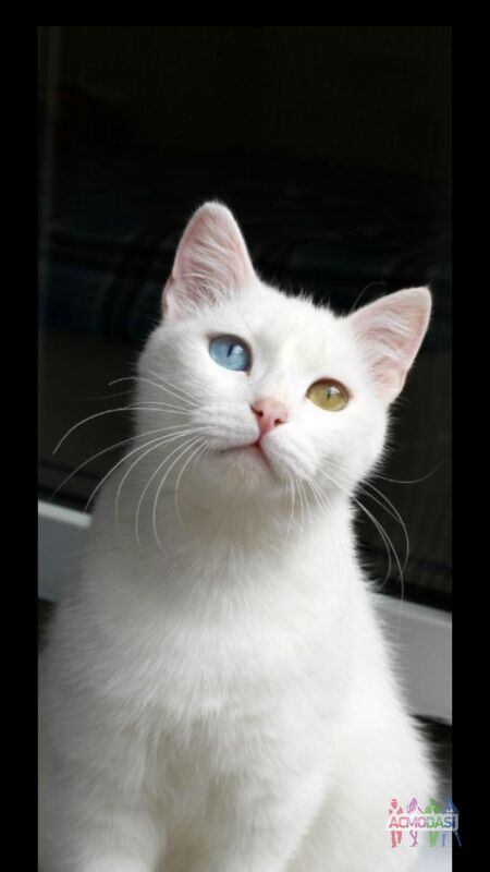 Фото Коты с разными глазами