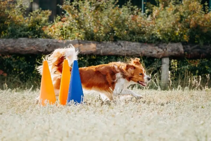 Фото Собака для съемок