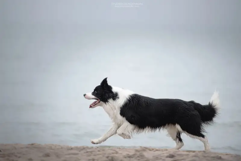 Фото Бордер колли для съемок