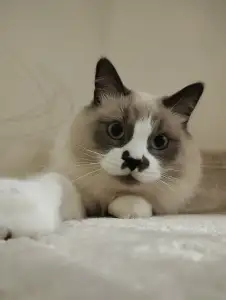 Котик Бакс для съёмок