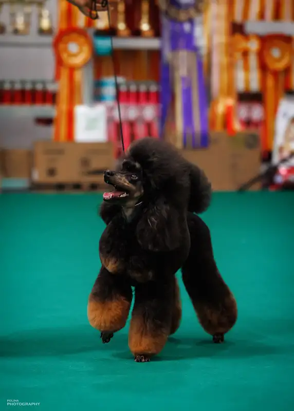 Фото ПУДЕЛЬ для сьемок